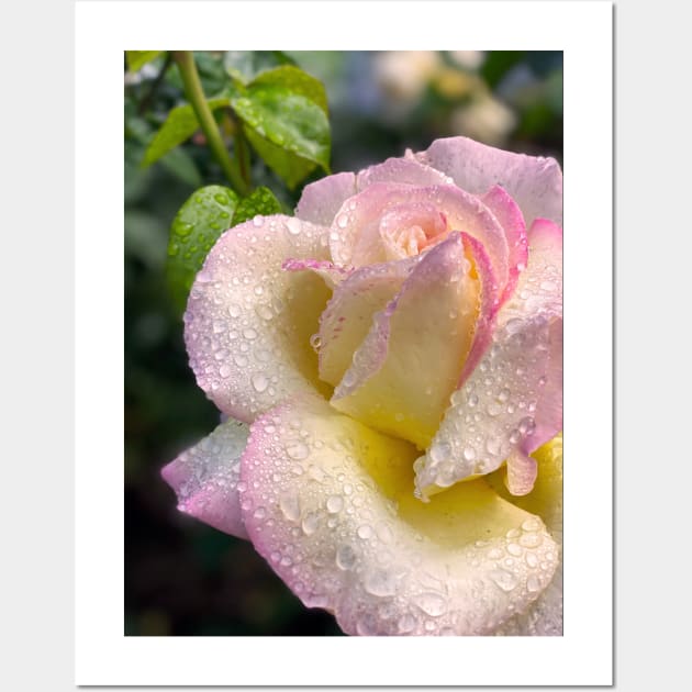 Rose in Spring Rain Wall Art by Nicholas Lee